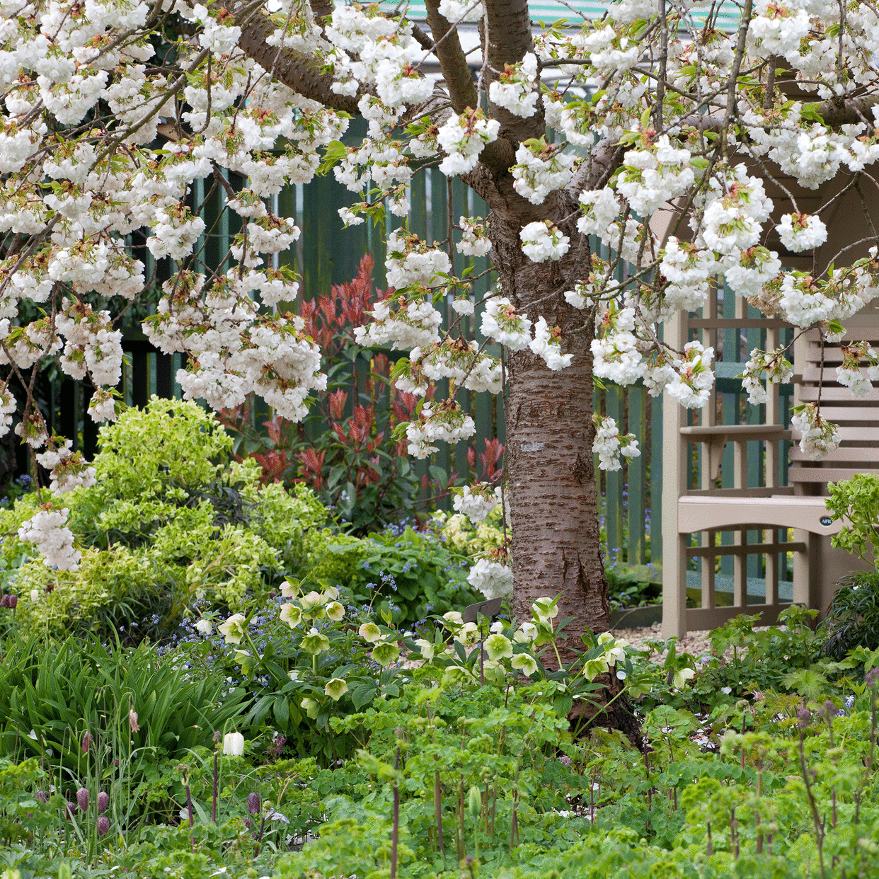  White cherry blossom 