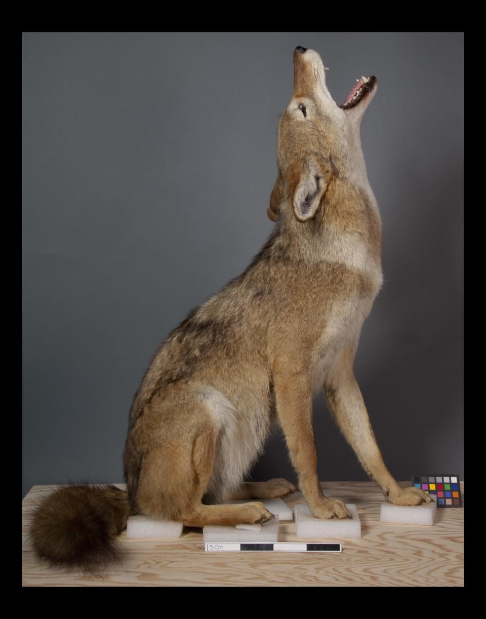 The cotton wadding used to represent snow was replaced by layers of quartz crystals, and the leaves surrounding the animal were dipped in wax and colored.