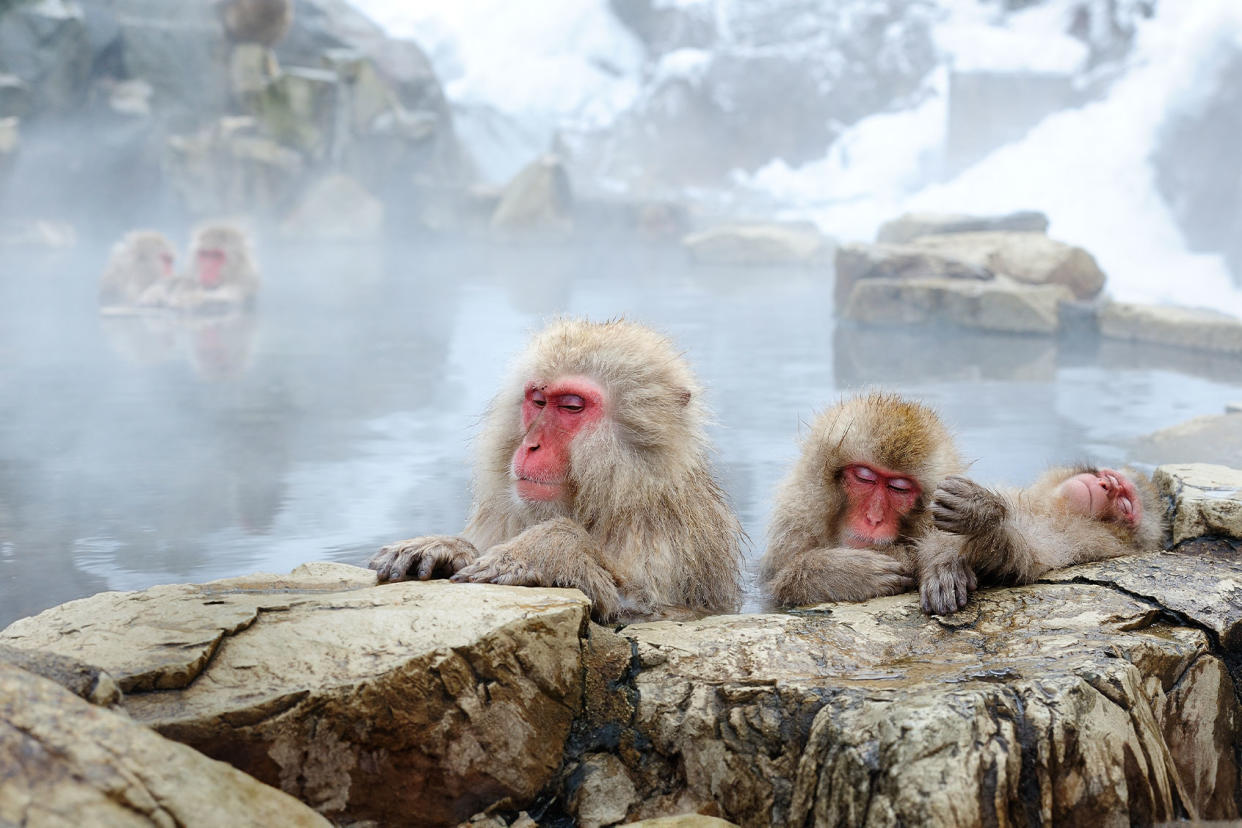 Japanese Macaque, also known as the Snow Monkey Getty Images/By Alan Tsai