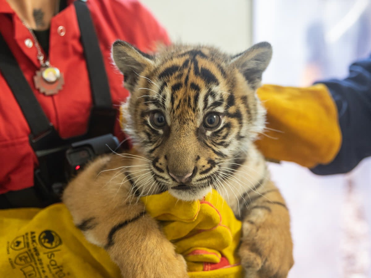 The tiger cubs were all confirmed to be ‘super strong’ after their first health check (ZSL London Zoo)