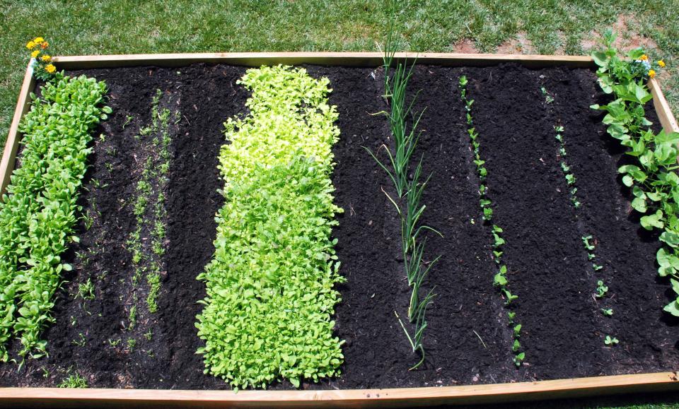 It's a good idea to start your cool-weather vegetables like lettuce and cabbage indoors.