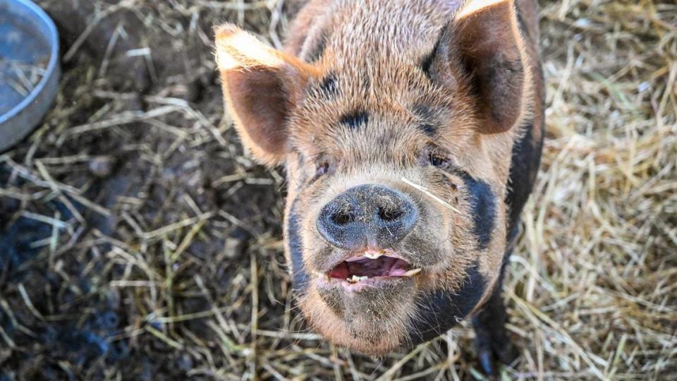 Thomas the pig waits for his feed while standing in a pen on the property of an independent living home Rizpah Bellard operates in west Fresno on Thursday, Aug. 1, 2024. Rizpah uses a few of her farm animals to teach kids in Fresno Unified about agriculture.