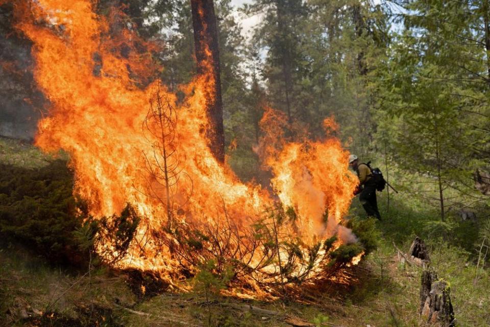 Ein Waldgebiet brennt, während ein Feuerwehrmann im Hintergrund steht und zuschaut.