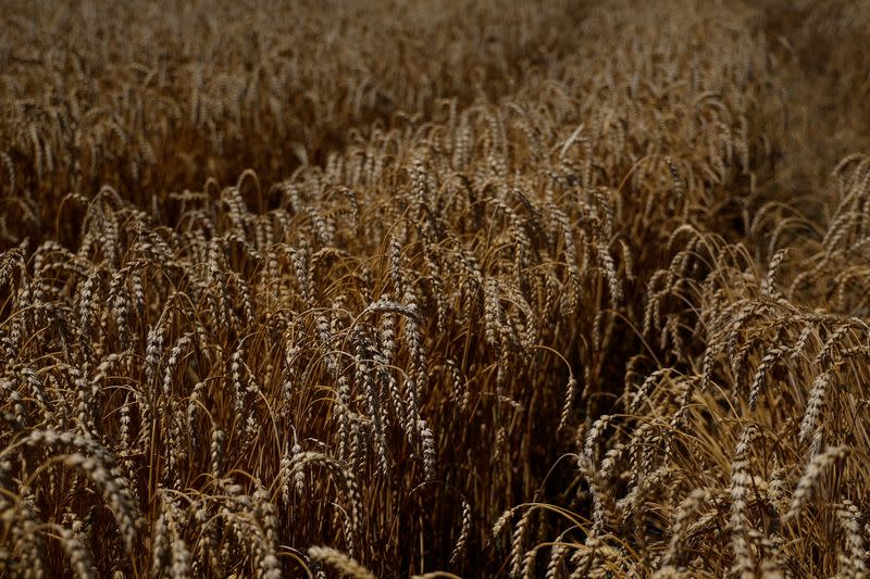 Wheat field is seen in the village of Zhurivka