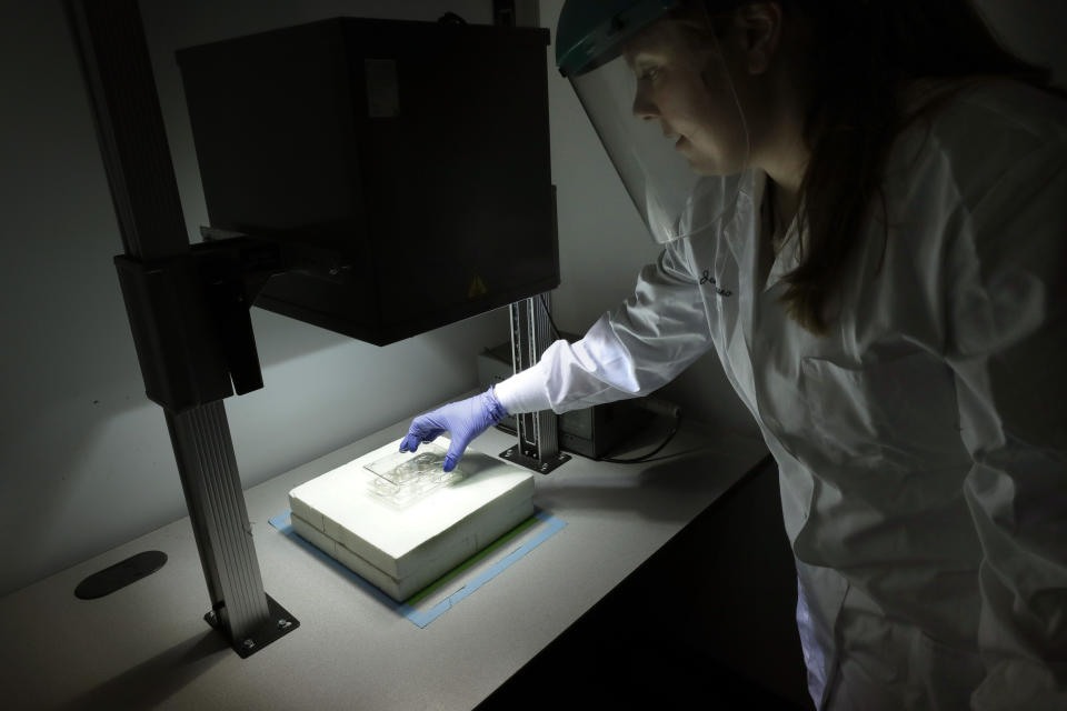 In this Wednesday, Jan. 15, 2020, photo, scientist and study director Jennifer Molignano places living human skin tissues under a solar simulator machine that emits ultraviolet B rays, while demonstrating an experiment created to simulate the exposure of human skin to sunlight, at a MatTek Corporation lab, in Ashland, Mass. MatTek is a tissue engineering company that performs non-animal testing on cosmetics, skin care products and pharmaceuticals. (AP Photo/Steven Senne)