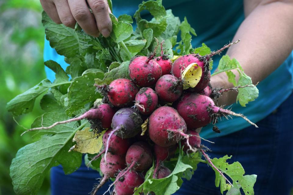 Radishes