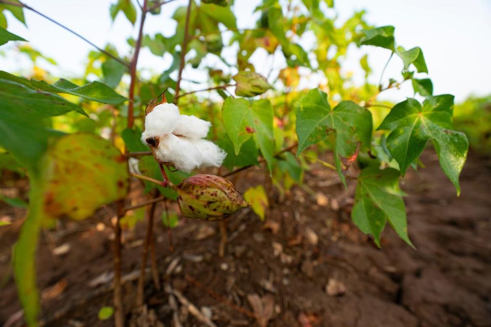 Cotton will be one of many crops that will be discussed during the first Northwest Panhandle Crops Conferences that will be held on Jan. 17 in Stratford. There will be additional conferences later in January and in February.