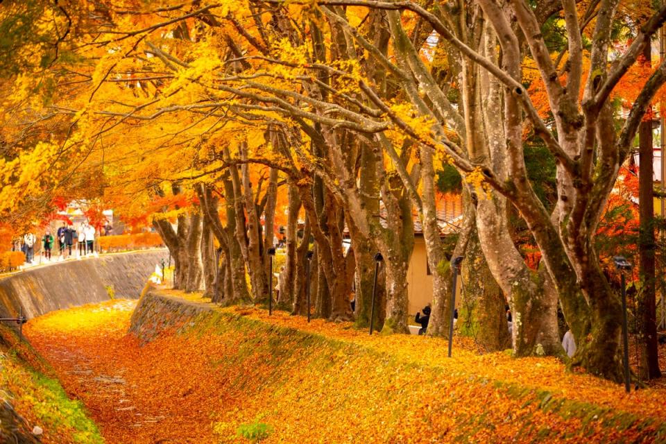 A festival at Lake Kawaguchi offers tree illuminations, among other delights (JNTO)