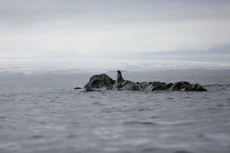 A seal rests over a rock in Maxwell Bay, Antarctica, February 19, 2018. REUTERS/Alexandre Meneghini