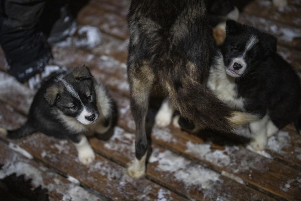 Puppies surround their mother at a dog yard in Bolterdalen, Norway, Tuesday, Jan. 10, 2023. (AP Photo/Daniel Cole)