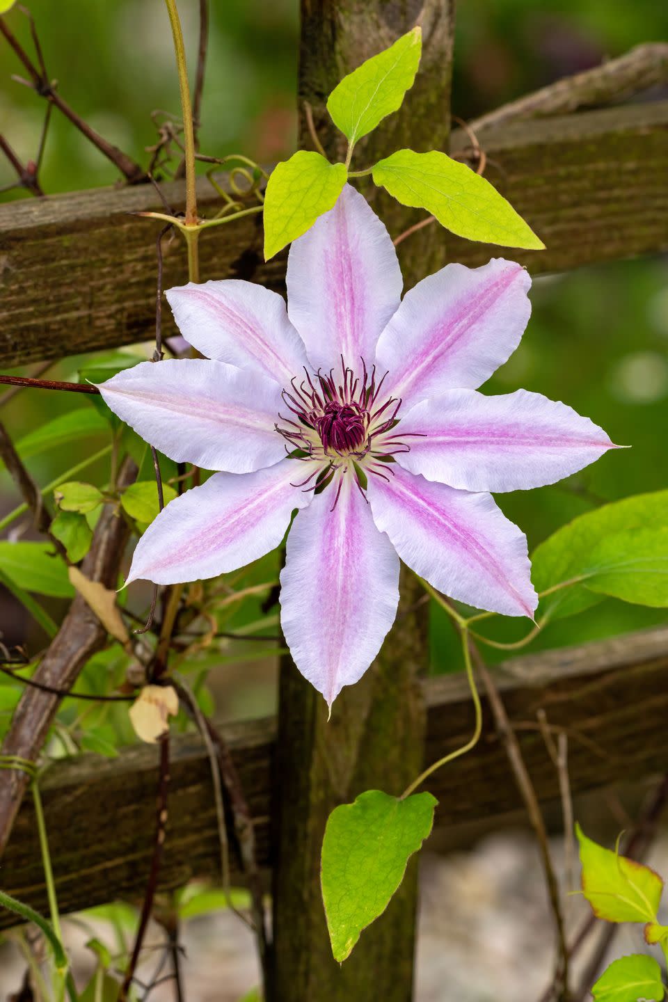vertical view of nelly moser clematis flower on a fence in the garden
