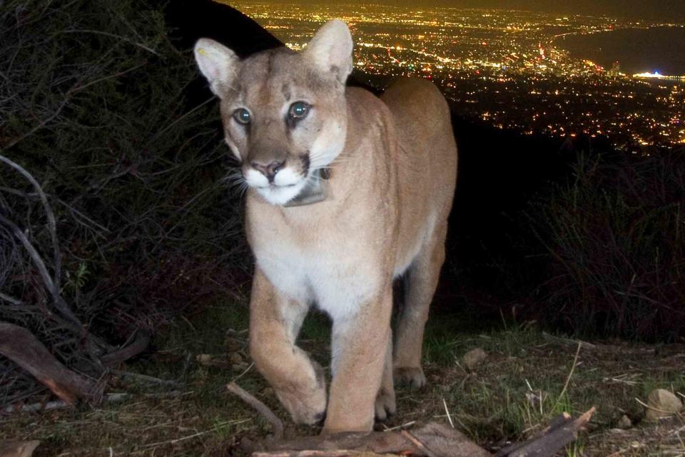 <p>Getty</p> Stock image of a mountain lion