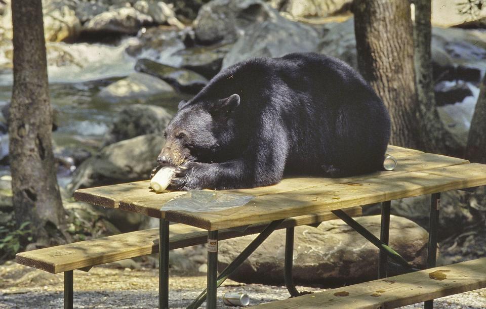 A black bear sits on a picnic table and eats a jar of mayonnaise in the Chimneys Picnic Area in the Great Smoky Mountains National Park in North Carolina.  Park and forest visitors should always keep food in the trunk or in bear-proof canisters.