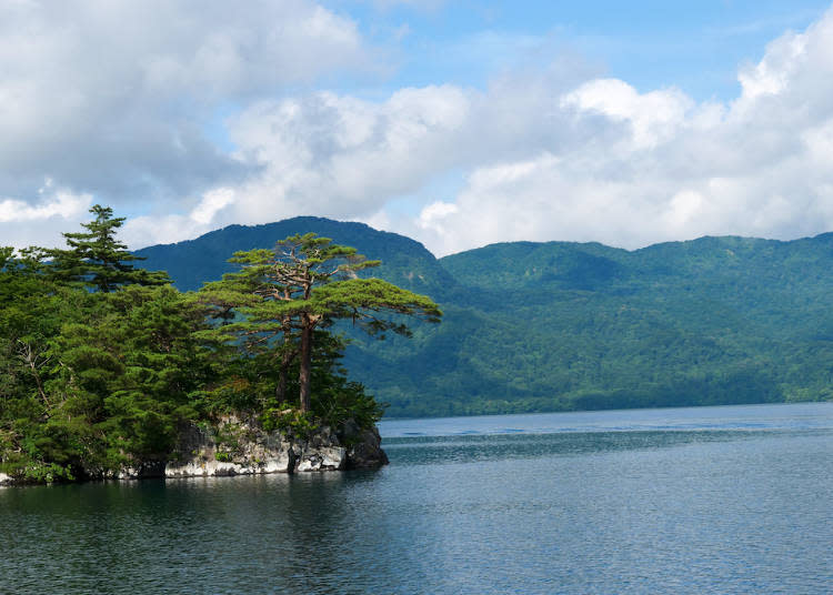 「回頭松（見返り松）」