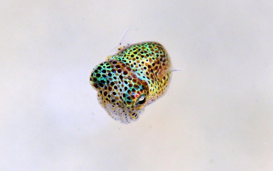 A bobtail squid, otherwise known as Euprymna scolopes - VW Pics 