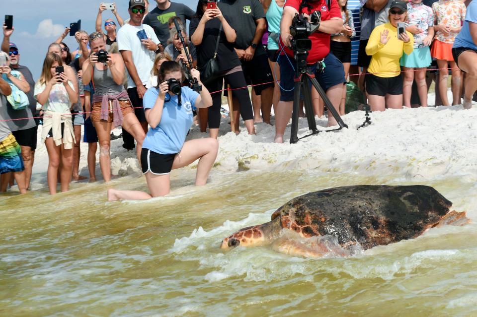 Volunteers with the Gulfarium's CARE Center and spectators watch as adult loggerhead sea turtle Carole crawls to the water during a release Thursday of three rehabilitated sea turtles at Topsail Hill Preserve State Park in Walton County.