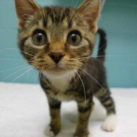  7 Curious Kittens Wonder What You're Up To