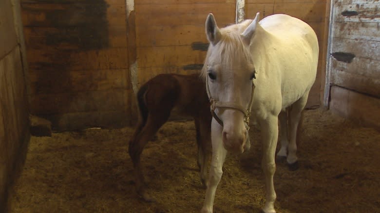 Orphaned P.E.I. foal saved by another mare's milk