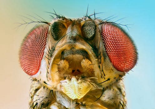 <span class="caption">He died so that we might eat cheese.</span> <span class="attribution"><a class="link " href="https://www.shutterstock.com/image-photo/fruit-fly-380208508?src=2726c309-ebfc-414d-861f-cab0b366c33b-1-24" rel="nofollow noopener" target="_blank" data-ylk="slk:Vasekk/Shutterstock;elm:context_link;itc:0;sec:content-canvas">Vasekk/Shutterstock</a></span>