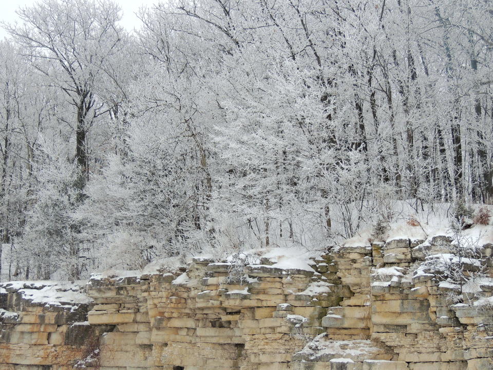 The oldest tree in Wisconsin is not a towering pine or a massive oak. It's a scrub of a tree growing unnoticed from the side of a cliff.