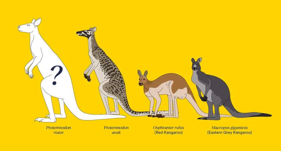 Neueste Forschung hat ergeben, dass Riesenkängurus in Sachen Form und Sprungtechnik vielfältiger waren als bisher angenommen. Quelle: Flinders University