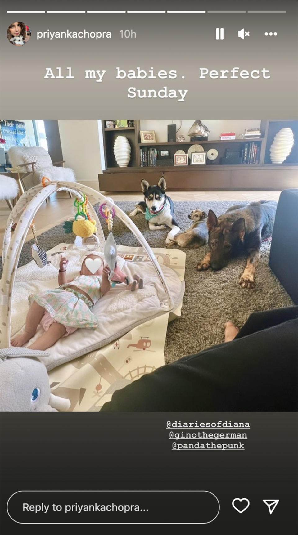 Chopra shared a pic of her daughter and family dogs hanging out at home. (priyankachopra via Instagram)