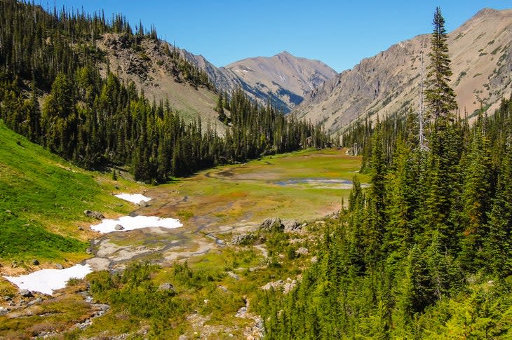 Meadow in Royal Basin, Olympic National Park