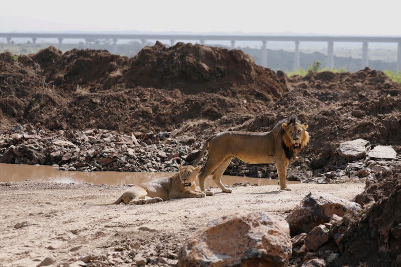 A lion and a lioness are seen after mating inside the Nairobi National Park in Kenya