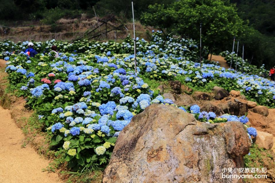 新北景點｜高家繡球花田萬里第三園區