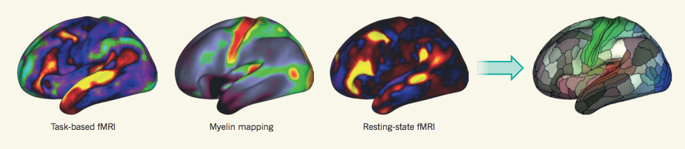 brain map evolution news and views