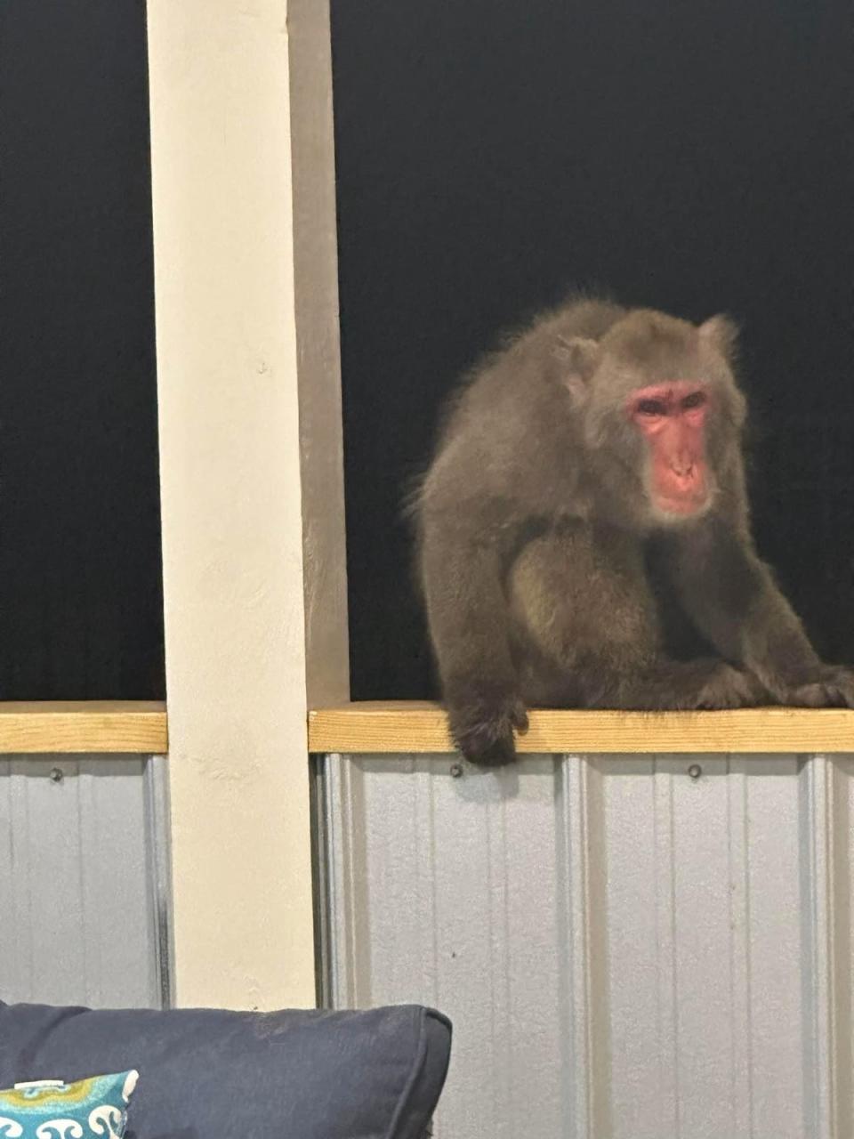 Bradley escaped his habitat on Thursday (Colleton County Animal Services)