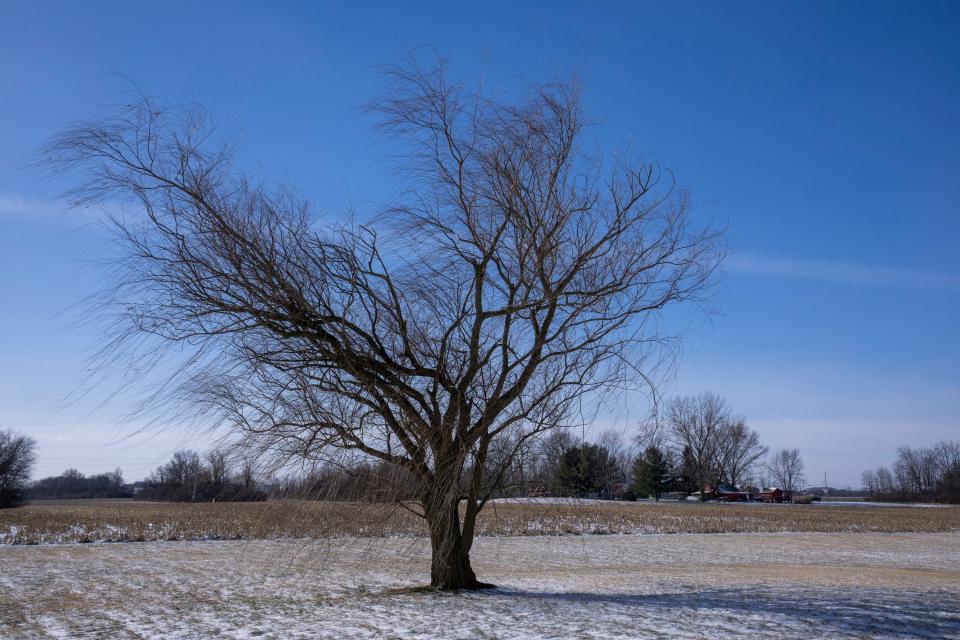 A weeping willow that sits near a proposed warehouse development on Sunday, Jan. 24, 2023, on the far south side of Indianapolis.
