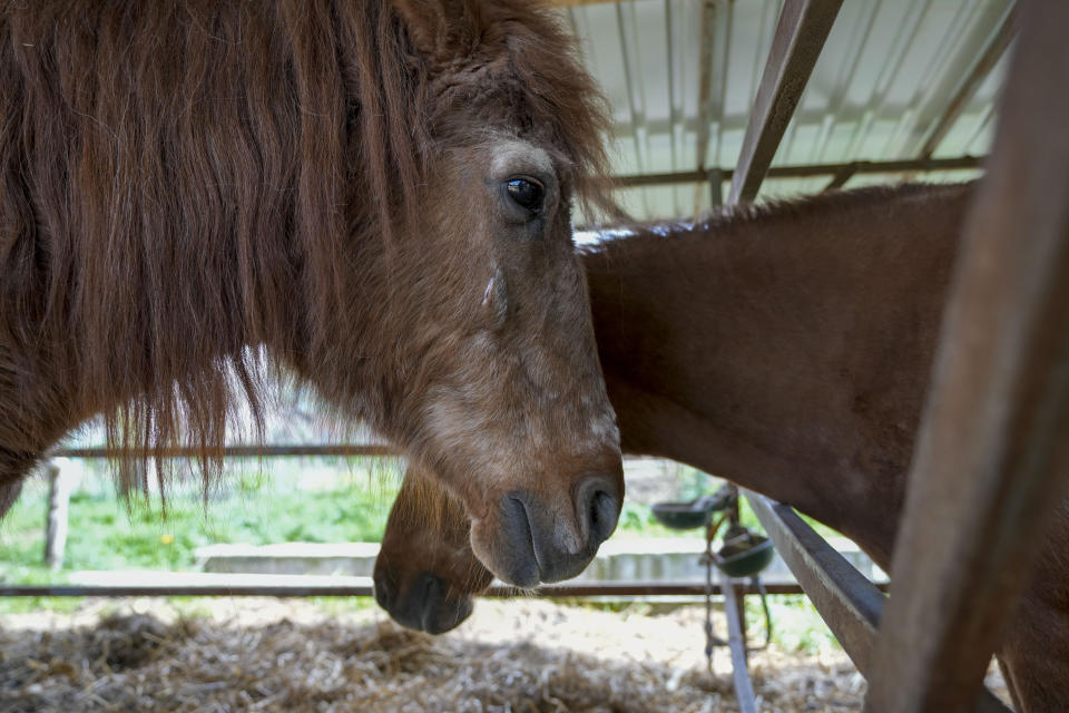 Two seriously sick horses rest in the Old Hill, sanctuary for horses in the town of Lapovo, in central Serbia, Wednesday, April 3, 2024. Zeljko Ilicic, 43-year-old Serbian man has set up the only sanctuary for horses in the Balkan country, providing shelter and care for dozens of animals for nearly a decade. Around 80 horses have passed through Ilicic's Staro Brdo, or Old Hill, sanctuary since it opened in 2015. (AP Photo/Darko Vojinovic)