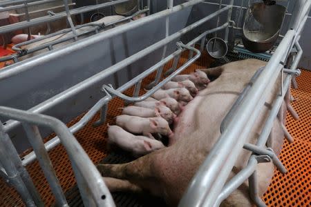 Piglets drink milk from a sow at Guangxi Yangxiang's high-rise pig farm in Yaji Mountain Forest Park, Guangxi province, China, March 21, 2018. Picture taken March 21, 2018. REUTERS/Thomas Suen