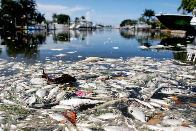 The current red tide outbreak has killed hundreds of tons of marine life in Florida. (Photo: Octavio Jones via Getty Images)