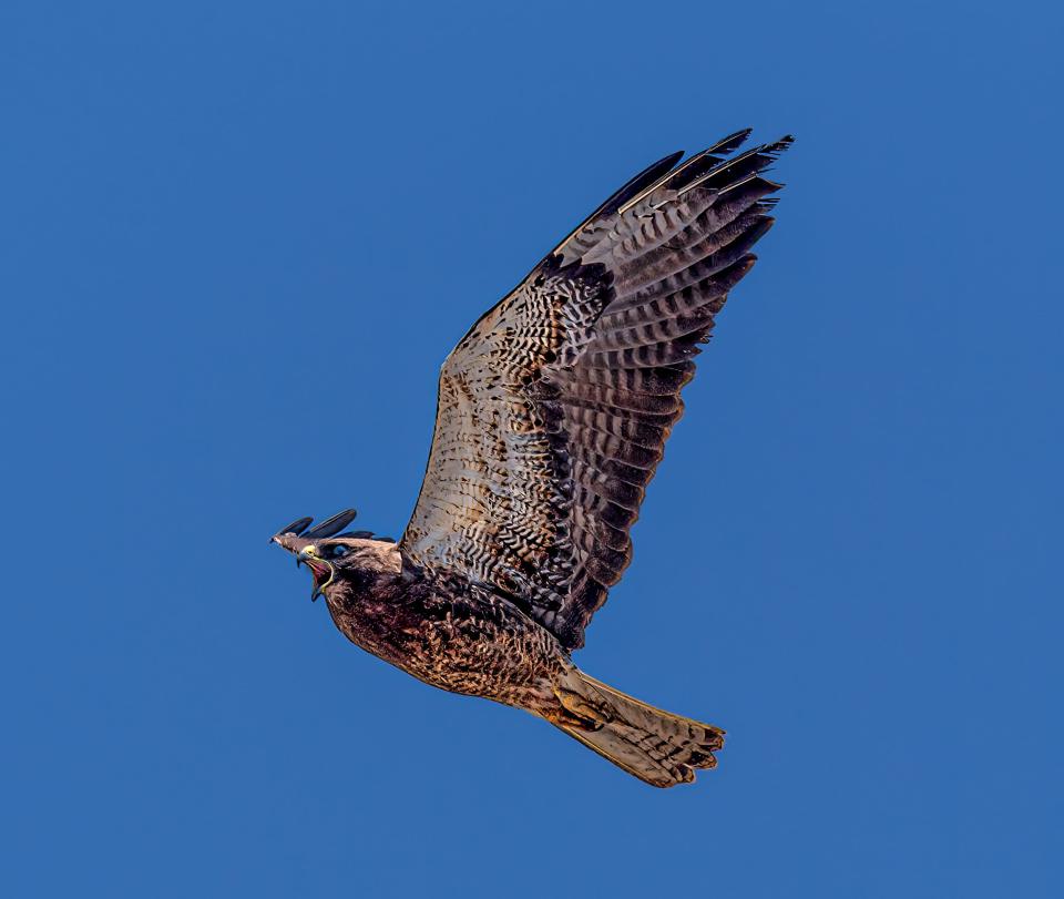 Moris Senegor of Stockton used a Nikon D6 to photograph a Sainson's hawk flying over the San Joaquin General Hospital campus in French Camp.