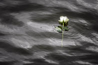 A rose floats on the Danube river, near the Margit Bridge during a memorial ceremony for the victims, one year after the Mermaid boat accident, in Budapest, Hungary, Friday, May 29, 2020. Commemorations are taking place on the one year anniversary of the Danube River tragedy in which a sightseeing boat carrying mostly tourists from South Korea sank after a collision with a river cruise ship that killed at least 27 people. (AP Photo/Laszlo Balogh)