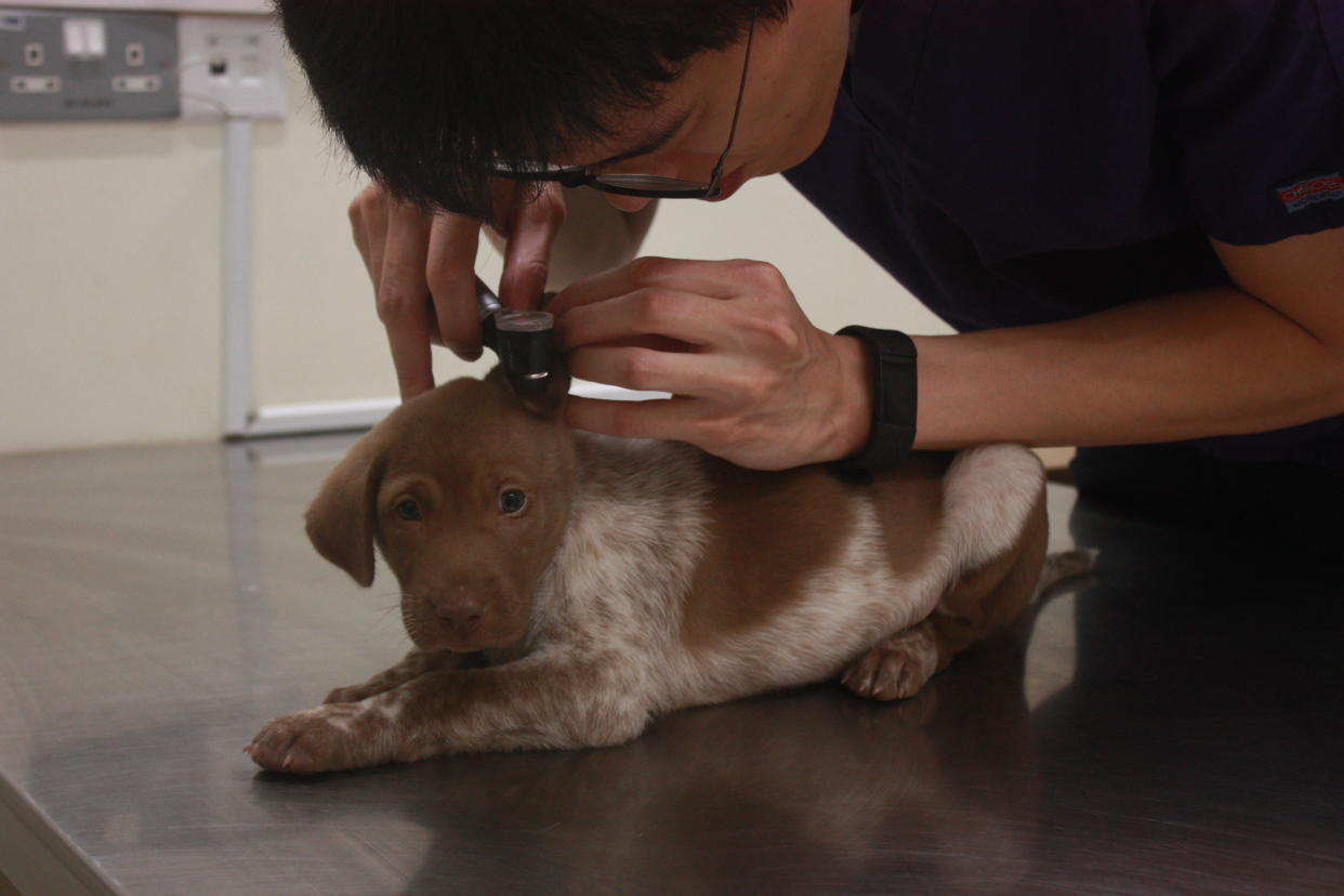 SPCA's newly-upgraded Community Animal Clinic is equipped with more advanced diagnostic capabilities, and provides a broader spectrum of medical treatments. (PHOTO: Society for the Prevention of Cruelty to Animals)