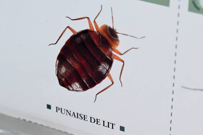 french poster of a bed bug labaled punaise de lit