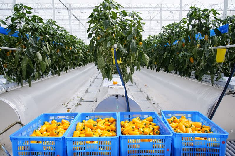 Peppers are seen at a greenhouse in Shanghai