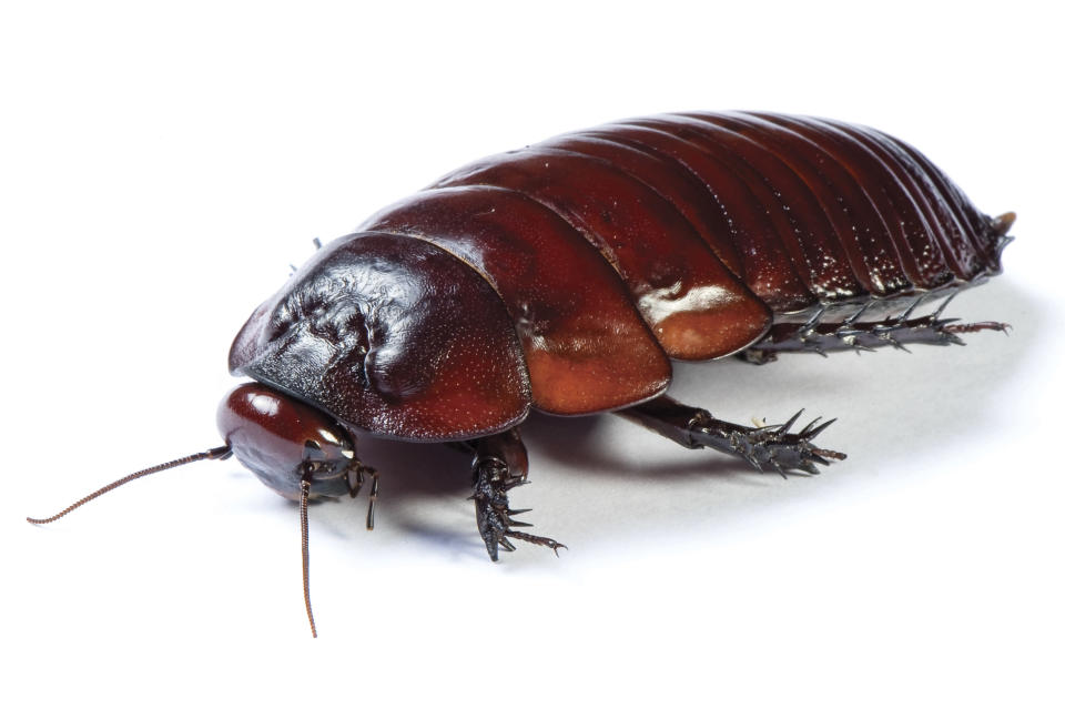 <b>Roachtown, Illinois</b><br><br> “Cockroaches” sind Kakerlaken – “Roachtown” ist also die Stadt der Kakerlaken. Zumindest der Name dürfte für Besucher nicht besonders attraktiv sein. (Bild: Fotolia)