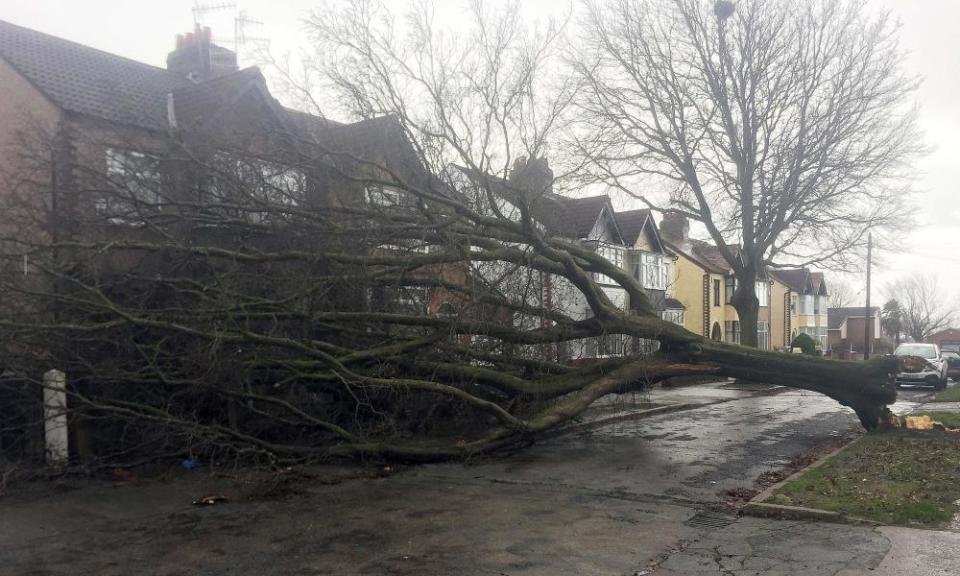 A tree that fell on to a house in Aigburth, Liverpool