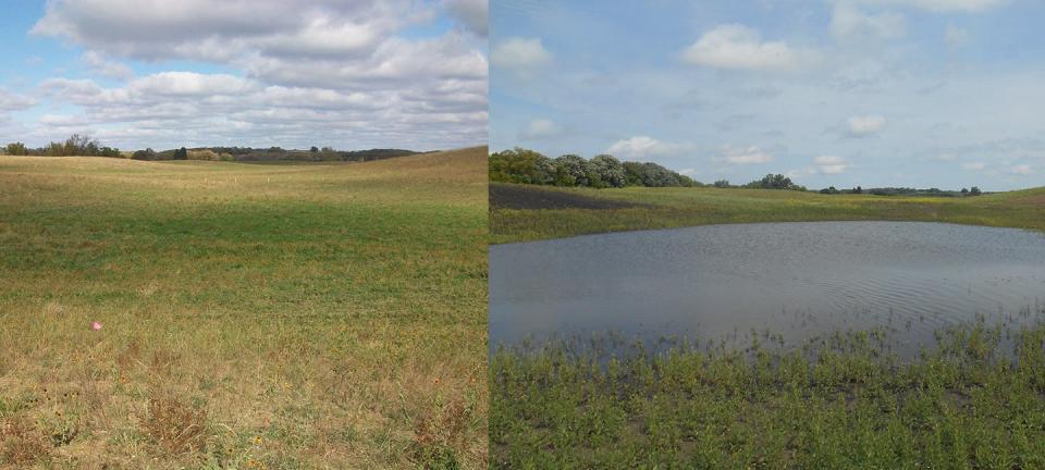 Low-lying zone of a farm field before and after conversion to a wetland.