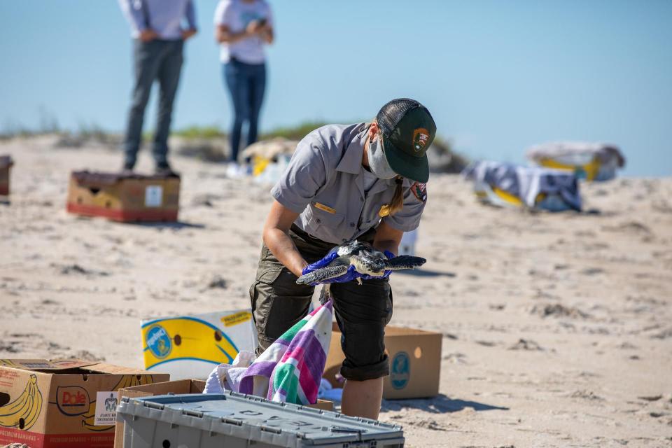 Staff with NASA, the National Park Service, Herndon Solutions Group, the center’s environmental services contractor, and others released Kemp’s ridley sea turtles into the Atlantic Ocean at the Canaveral National Seashore near Kennedy Space Center on Friday.