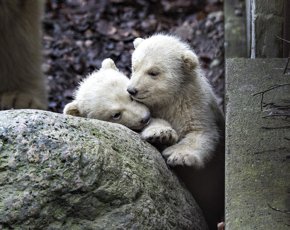 <p>Polarbear cubs in Aalborg Zoo in Denmark, Feb. 22, 2017. Today the cubs came out of their birthcave accompanied by their mother Malik for the first time since they were born on 26 November, back then they only weighed 500 grams each. (Photo: Henning Bagger/EPA) </p>