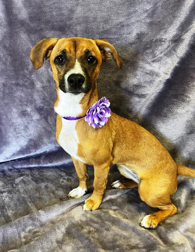 jack russell terrier beagle mix puppies