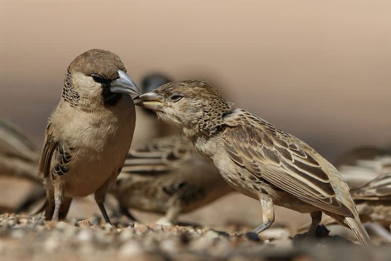群織雀又名「織巢鳥」，是鳥類的築巢高手。（圖／翻攝自維基百科）