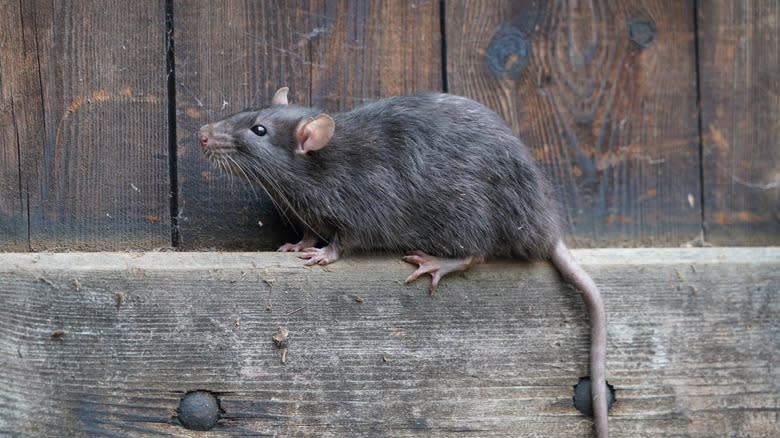 rat on wooden door