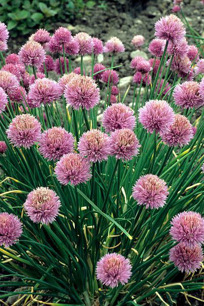 3) Chives