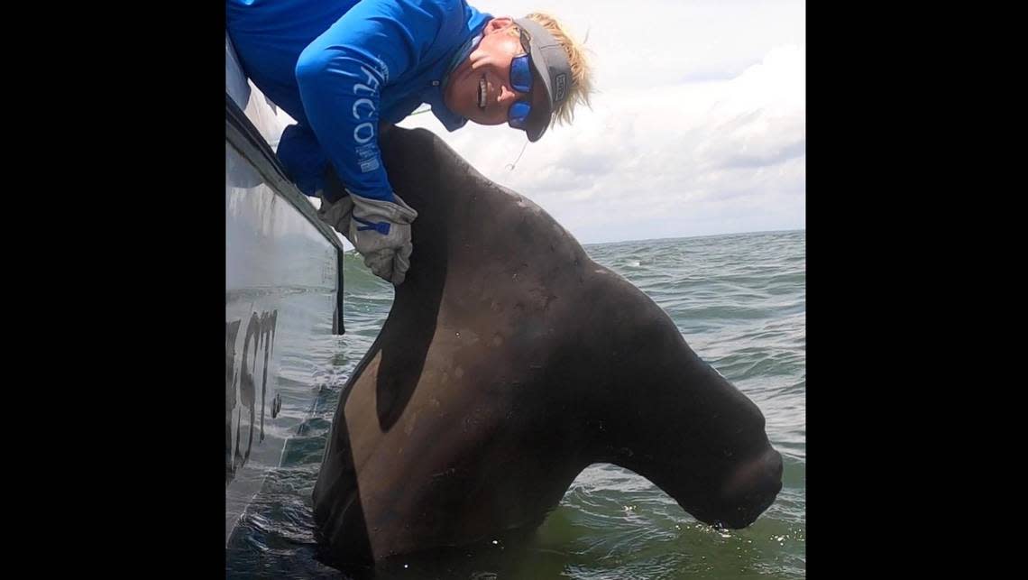 Cpt. Chip Michalove poses with a 13.5-foot, estimated 1,000-pound, hammerhead head shark, he tagged and released on Wednesday, July 13, 2022, near Hilton Head Island.